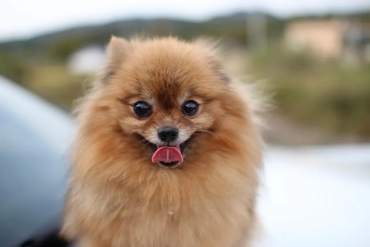 7. Pomeranian: Small in Size, Big in Love (Image Credits: Pixabay)