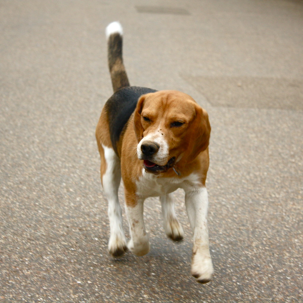 The Happy Tail Wag That's Just for You (Image Credits: Flickr)