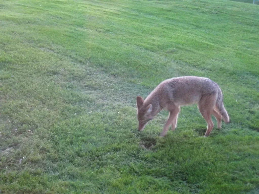 8. They're Evolving Genetically in Response to City Life (Dru Bloomfield - At Home in Scottsdale, Flickr, CC BY 2.0)