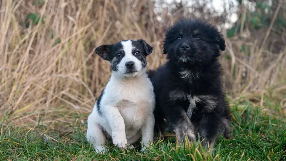 #5 Sibling Dynamics: How Your First Dog Changes the Second (Image Credits: Pexels)