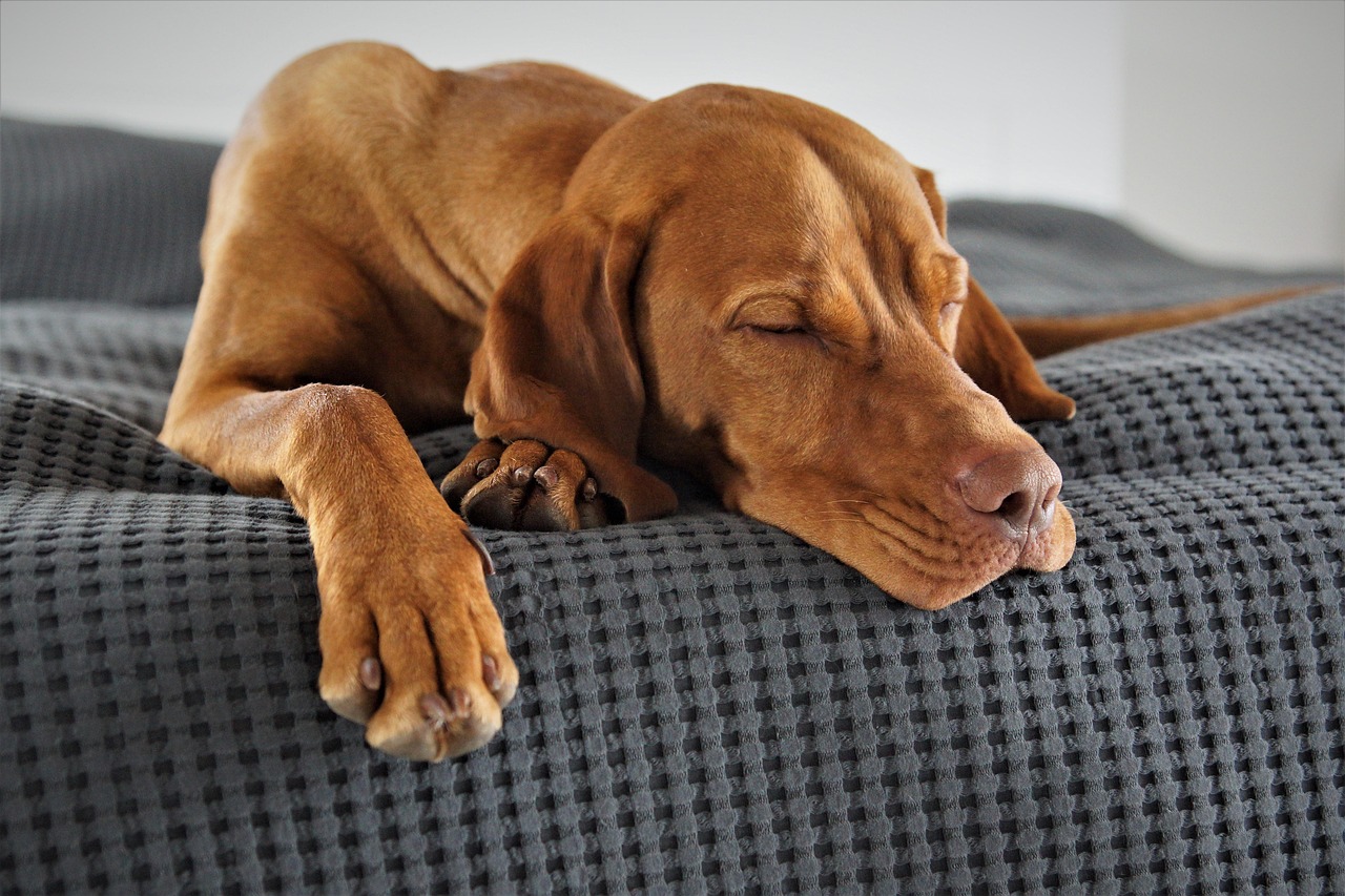 Vizslas: The Velcro Dogs (Image Credits: Pixabay)