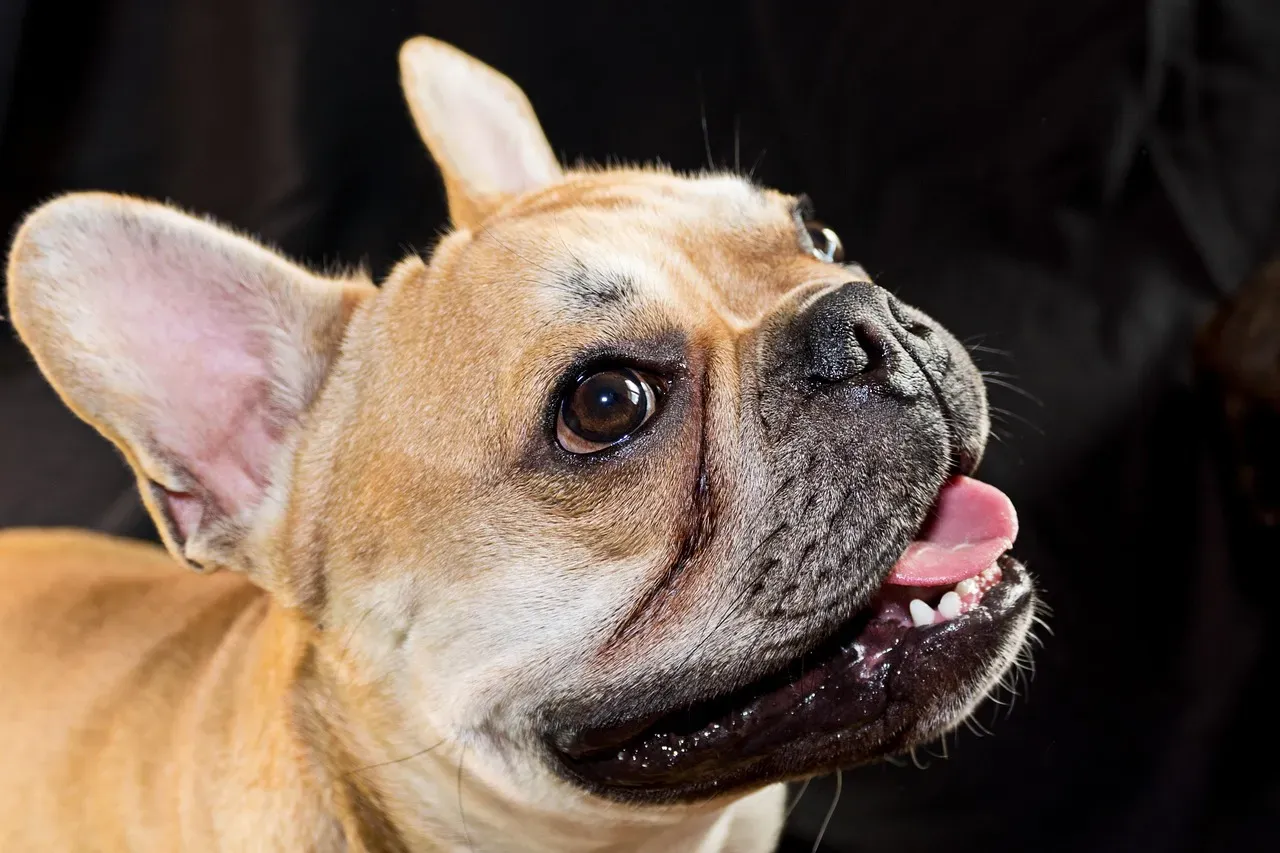 French Bulldog (Image Credits: Pixabay)