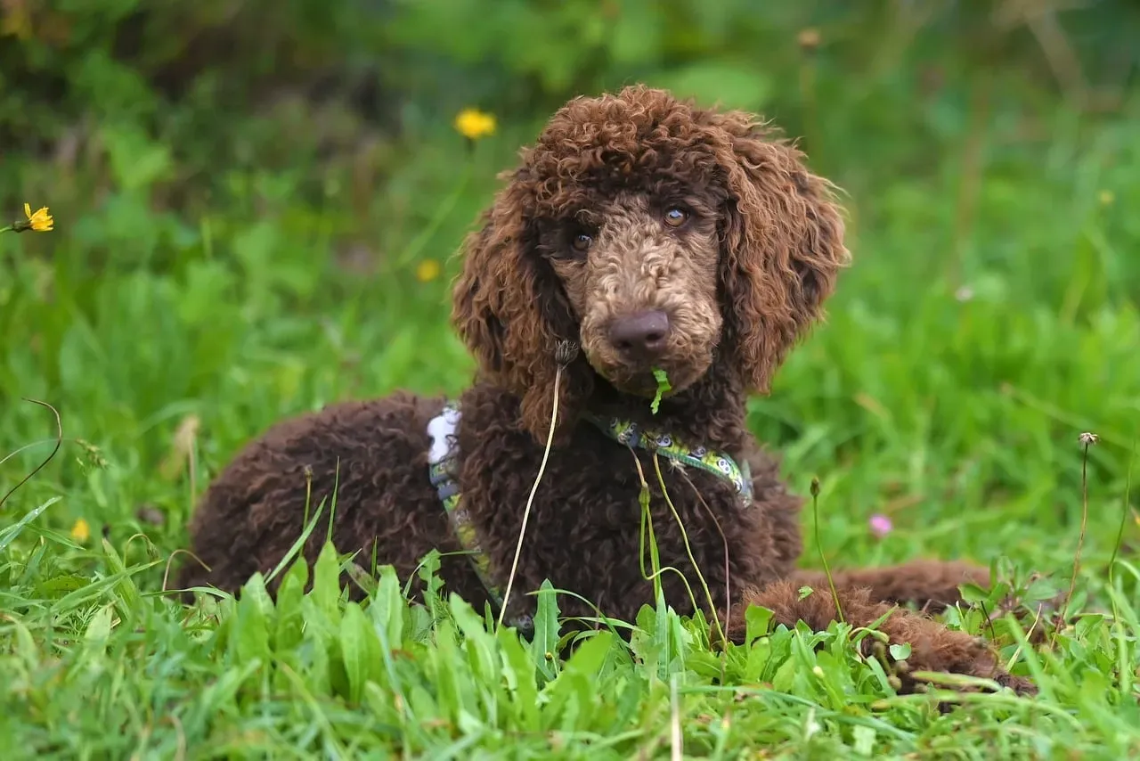Leo: The Proud Dog Parent Who Treats Their Pup Like Royalty (Image Credits: Pixabay)