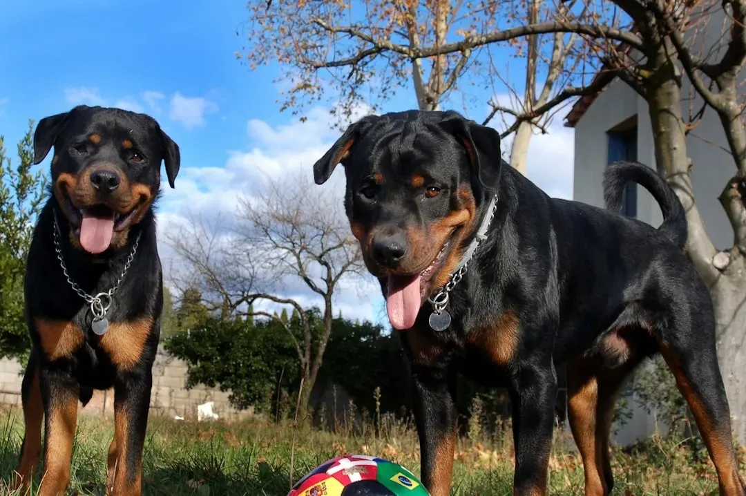 5. Rottweiler: The Yard Guardian with Ancient Roots (Image Credits: Unsplash)