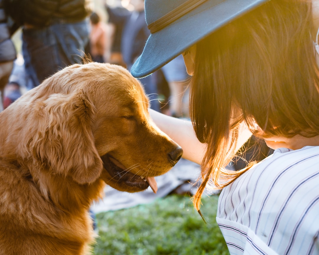 Golden Retrievers: Your Steady Emotional Compass (Image Credits: Unsplash)