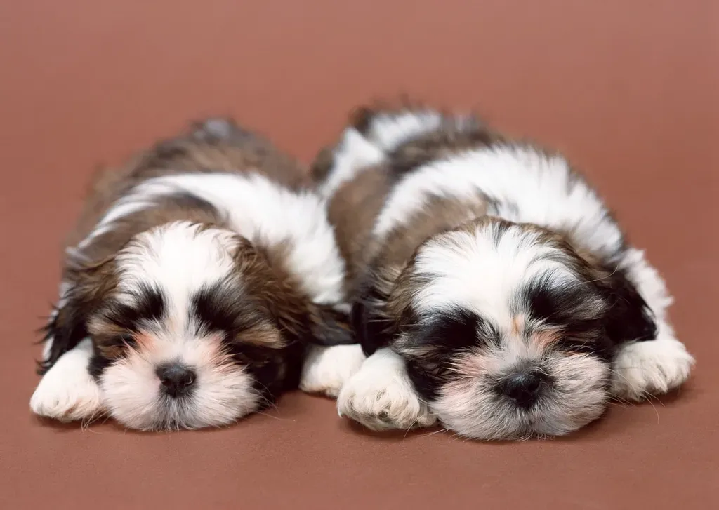 9. Shih Tzu – The Affectionate Companion (Image Credits: Rawpixel)