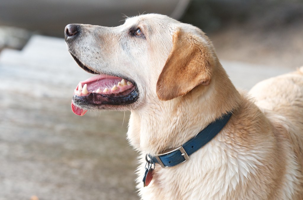 Labrador Retriever: The Ultimate People-Pleaser (Image Credits: Flickr)