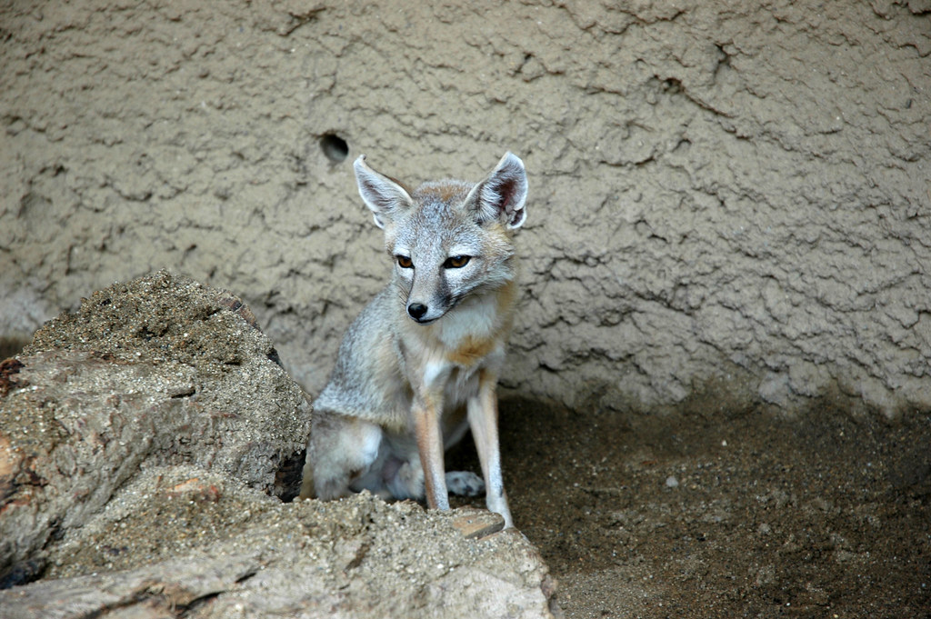 The San Joaquin Kit Fox Is North America's Tiniest Canine (Image Credits: Flickr)