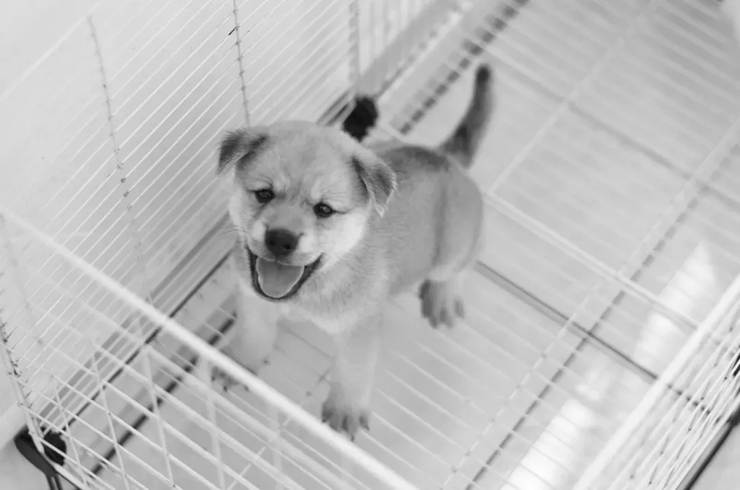 You're Giving Your Puppy Way Too Much Freedom (Image Credits: Unsplash)
