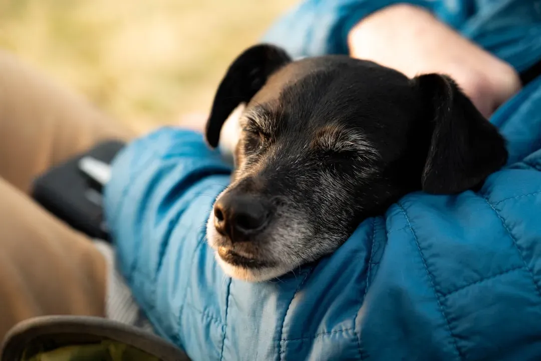 7. Cozy Cuddles and Evening Routines (Image Credits: Unsplash)