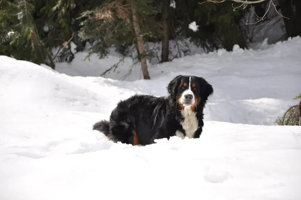 Bernese Mountain Dog: Switzerland's Working Beauty (Image Credits: Flickr)