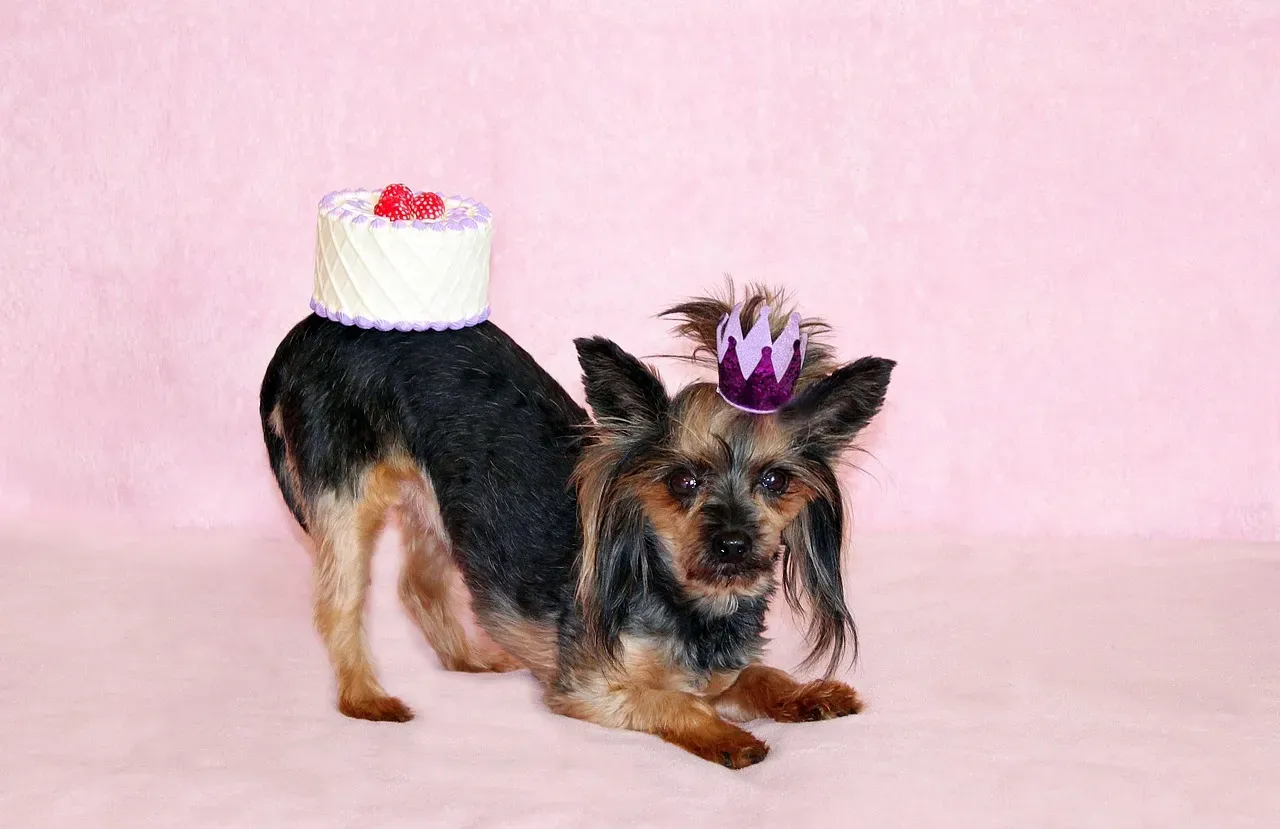 Whip Up a Safe, Homemade Pup-Cake (Image Credits: Pixabay)