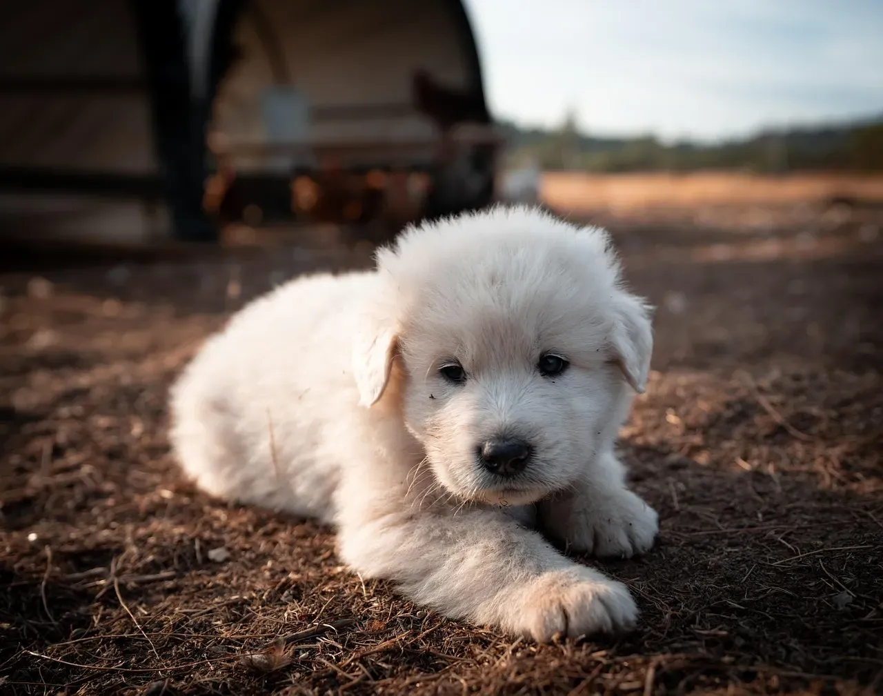 Virgo (August 23 – September 22): Great Pyrenees (Image Credits: Pixabay)