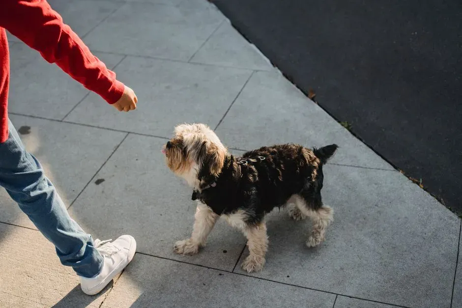 5. Habit, Personality, And A Bit Of Doggie Quirkiness (Image Credits: Pexels)