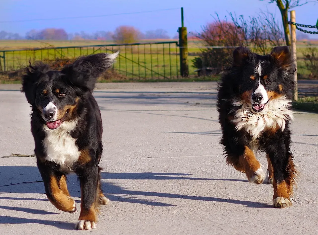 Conclusion: Is a Second Dog Really “For” the First Dog? (Image Credits: Pixabay)