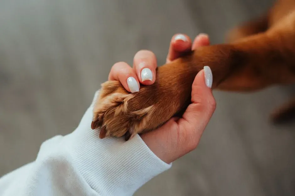 Comfort Is What They Seek (Image Credits: Pexels)