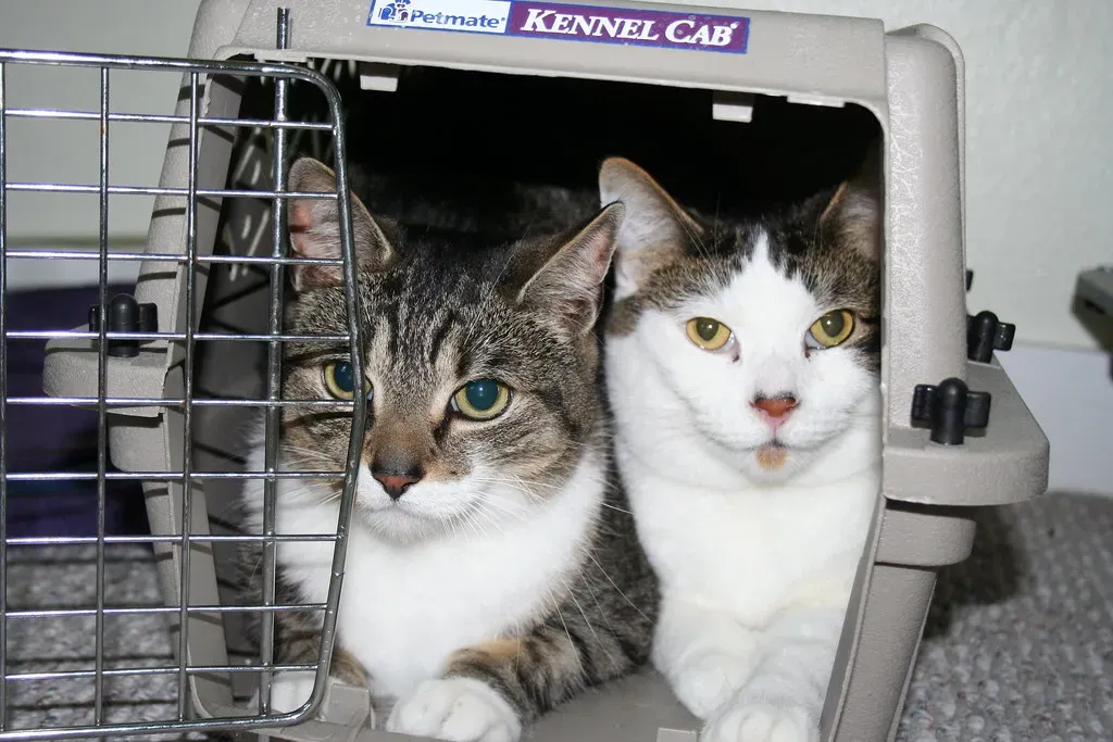 #6 - Bringing a Cat in Loose, in Arms, or in a Laundry Basket (firepile, Flickr, CC BY 2.0)