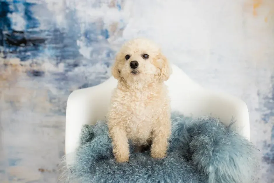 7. Poodle (Miniature or Toy): Smart, Gentle, and Allergy-Friendly (Image Credits: Pexels)