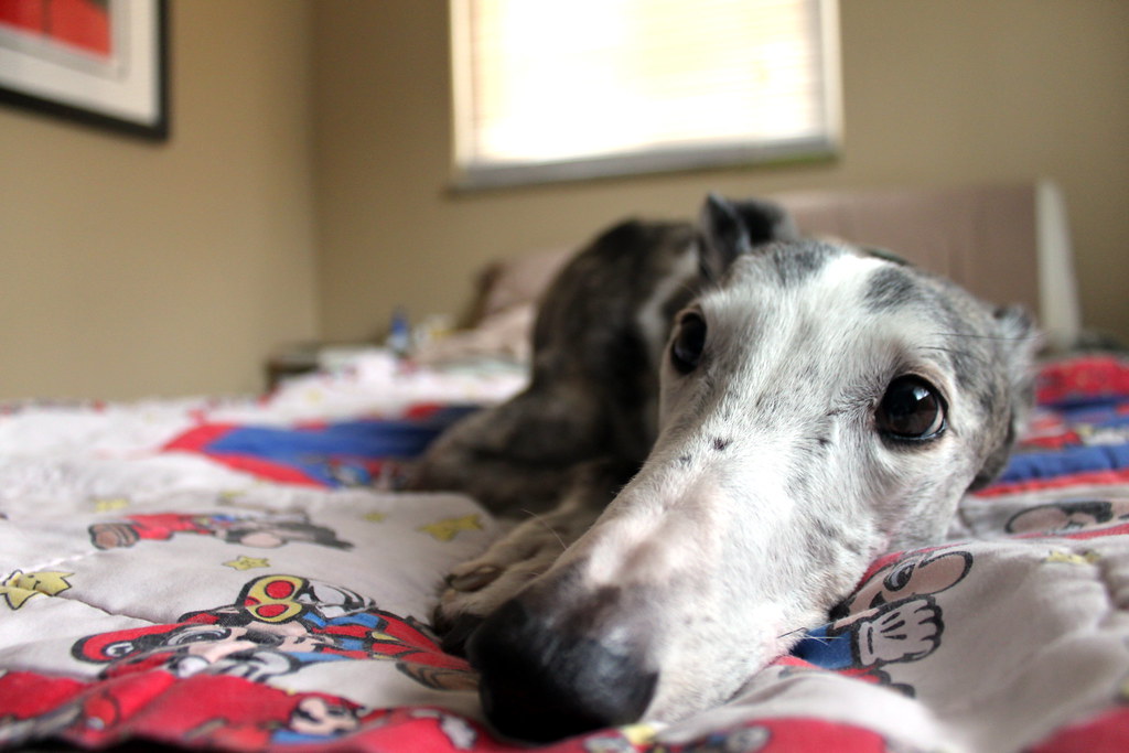 Greyhound: The Surprising Gentle Giant (Image Credits: Flickr)