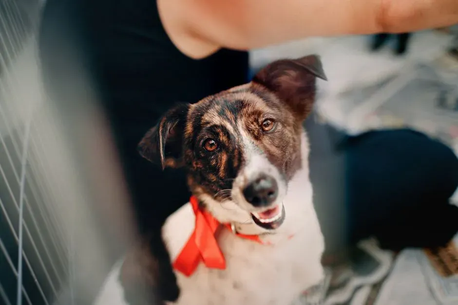 #2 - You Accidentally Trained Them to Go Nuts (Image Credits: Pexels)