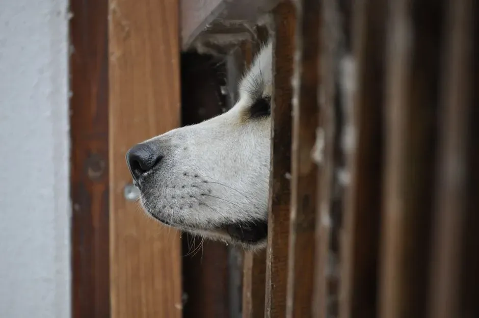 #5 - The Bottom of the Door Is a Scent Highway, and Your Dog Knows the Exit Ramp (Image Credits: Pexels)