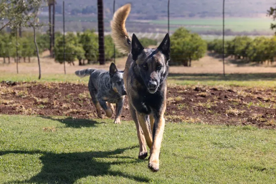 #16 - Their Split-Second Choice to Protect or Flee (Image Credits: Pexels)
