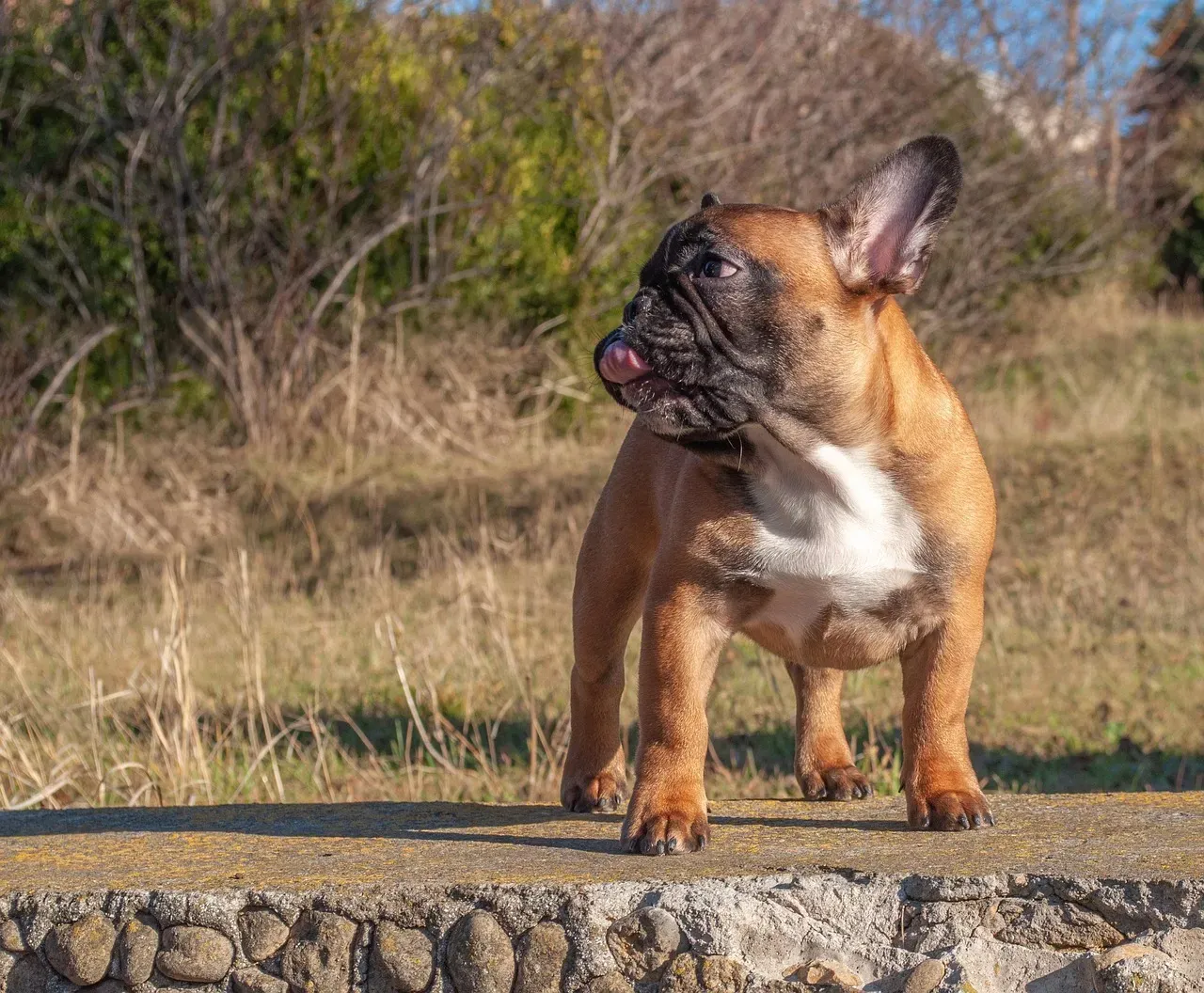 #3 - How Hard They Bite During Play (Image Credits: Pixabay)