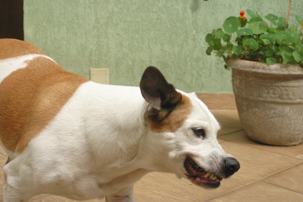 Pain and Medical Discomfort (Image Credits: Flickr)