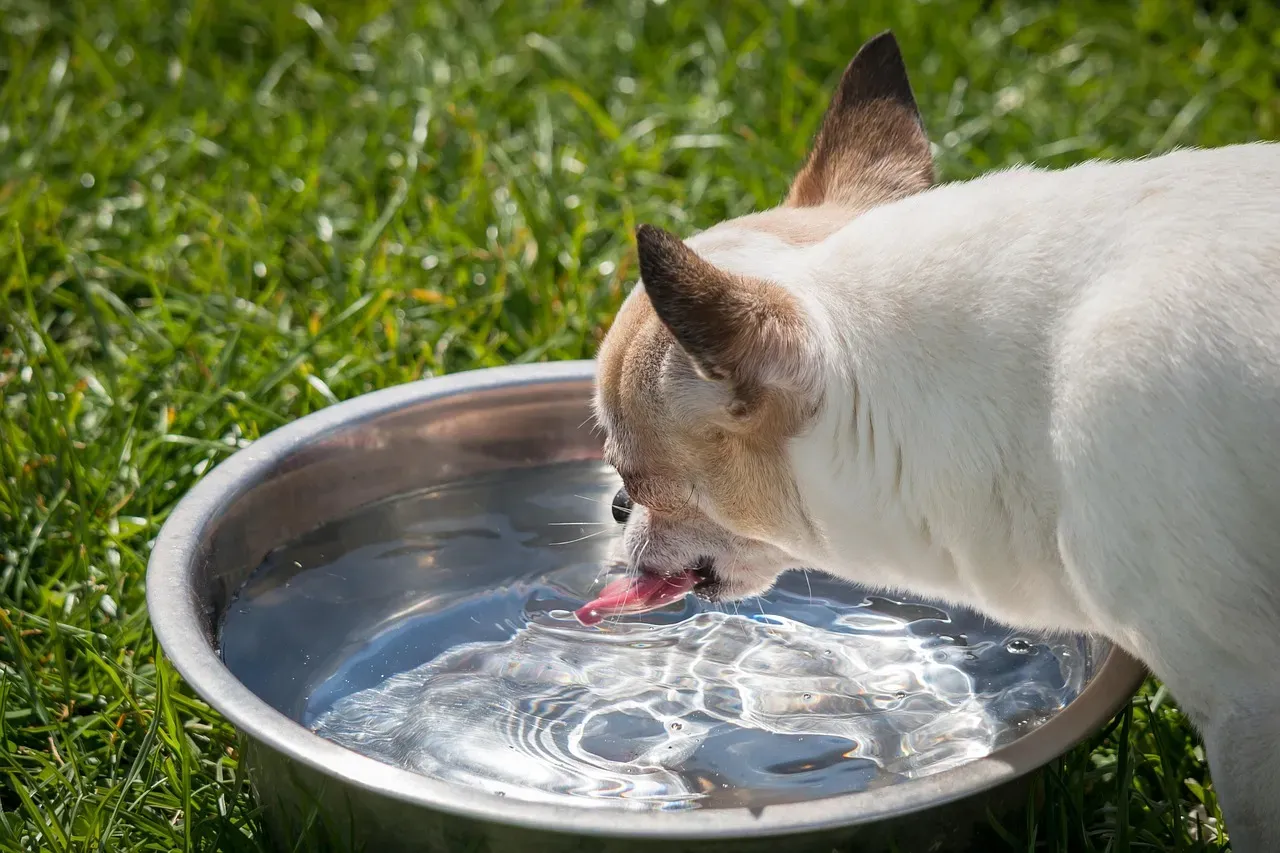 #9 - The Same-Minute "Water Break" at the Bowl (Image Credits: Pixabay)
