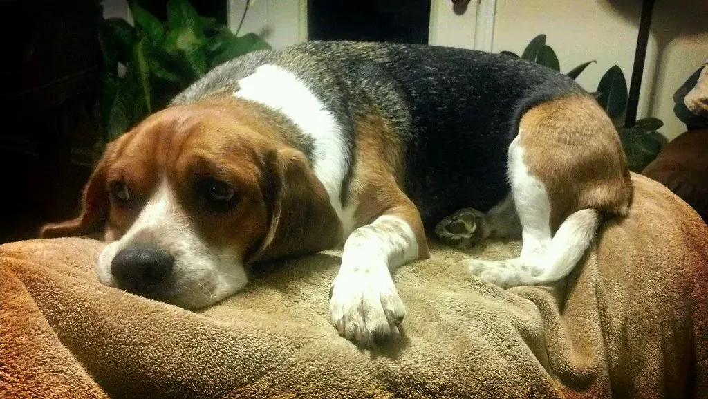 The Immediate Shock: A Dog’s World Suddenly Changes (jameskm03, Flickr, CC BY-SA 2.0)