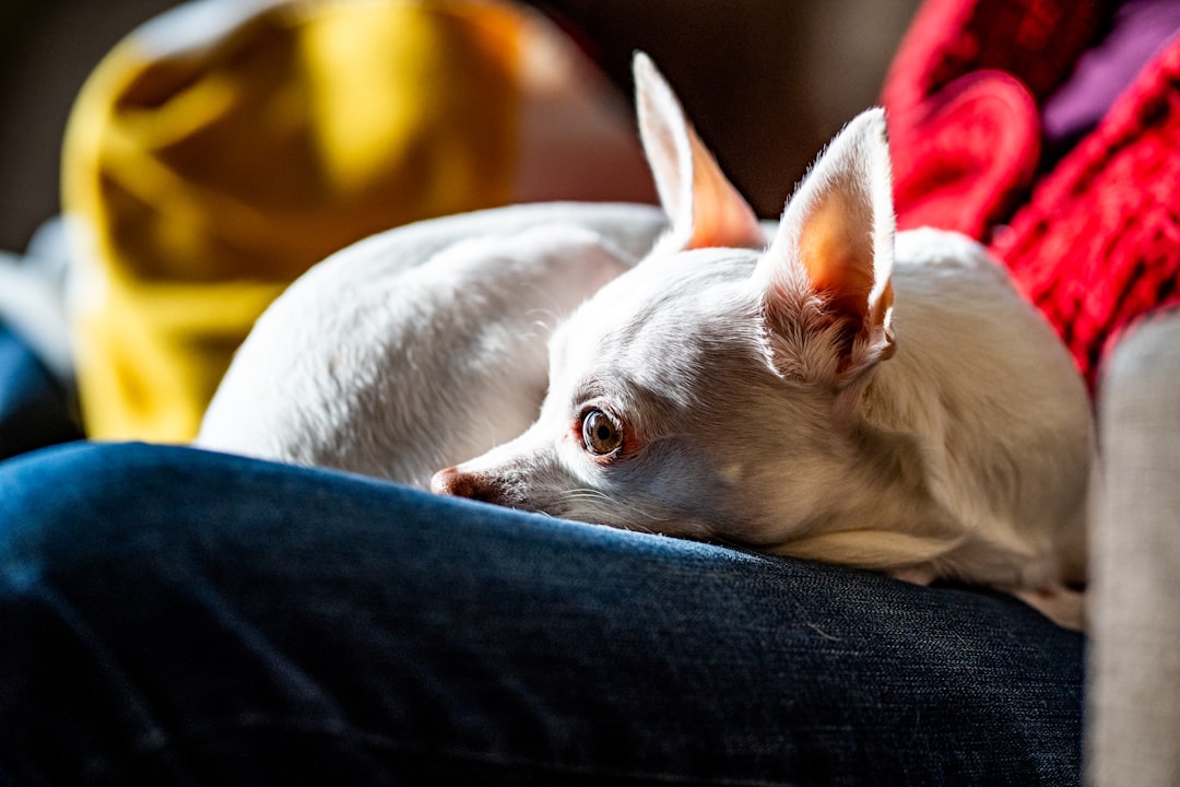 The Chihuahua: Big Personality in a Tiny Package (Image Credits: Unsplash)