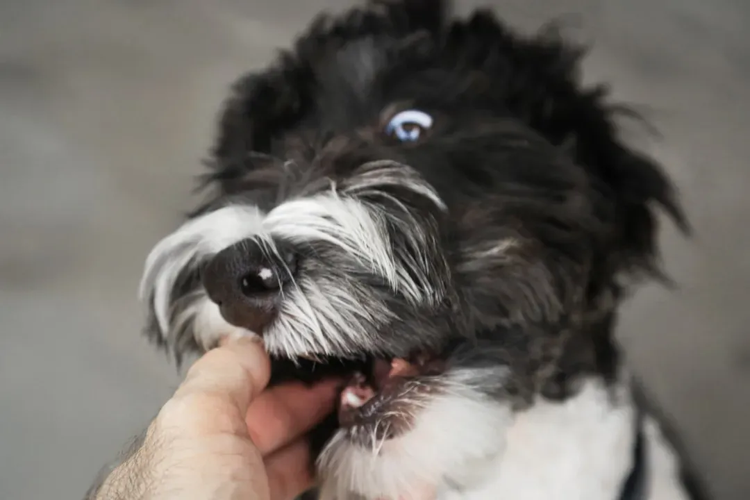 The Nose as a Living Encyclopedia: How Dogs Read the World (Image Credits: Unsplash)