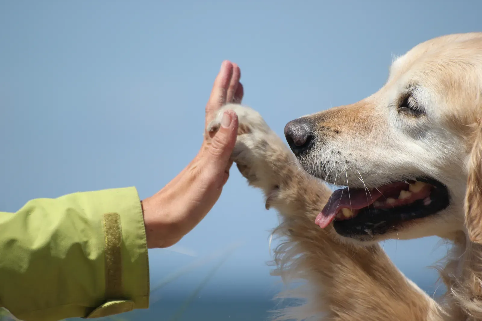 #18 - Secretly Ranking Humans Based on How the Dog Reacts (By Marlies Kloet, CC BY-SA 3.0)