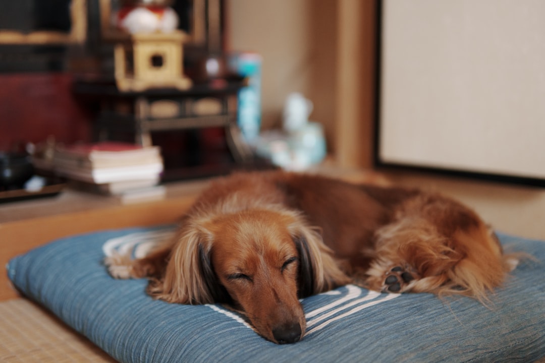 They Choose Sleep Over Vigilance (Image Credits: Unsplash)