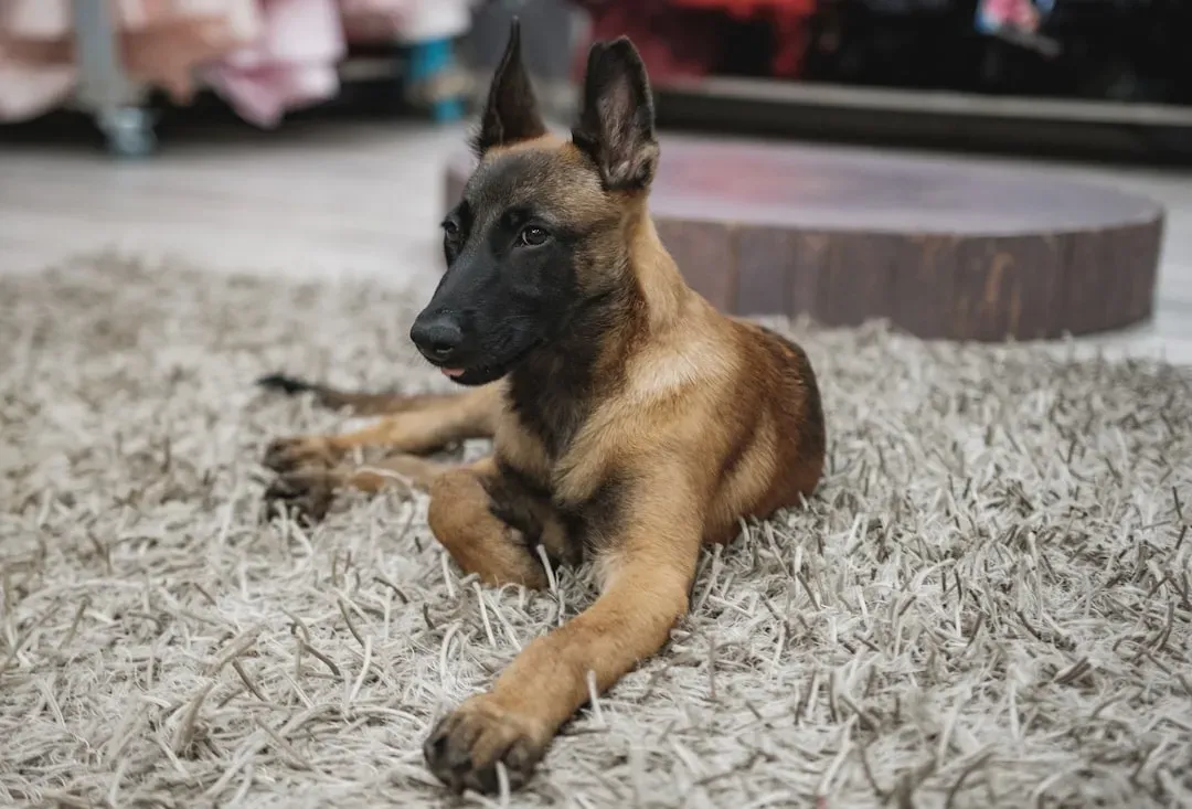 5. Belgian Malinois - Not for the Faint-Hearted (Image Credits: Unsplash)