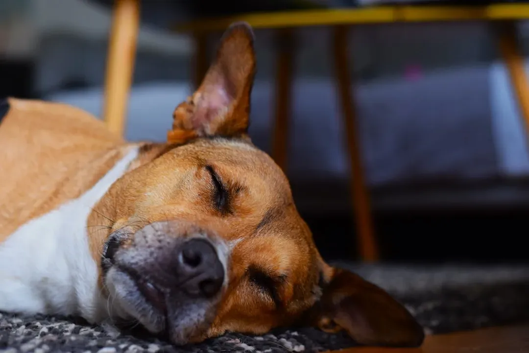 #7 - They Stop Flinching at Everyday Human Noises (Image Credits: Unsplash)