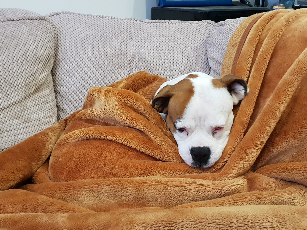 Pisces - The Emotionally Connected Soul (Image Credits: Flickr)