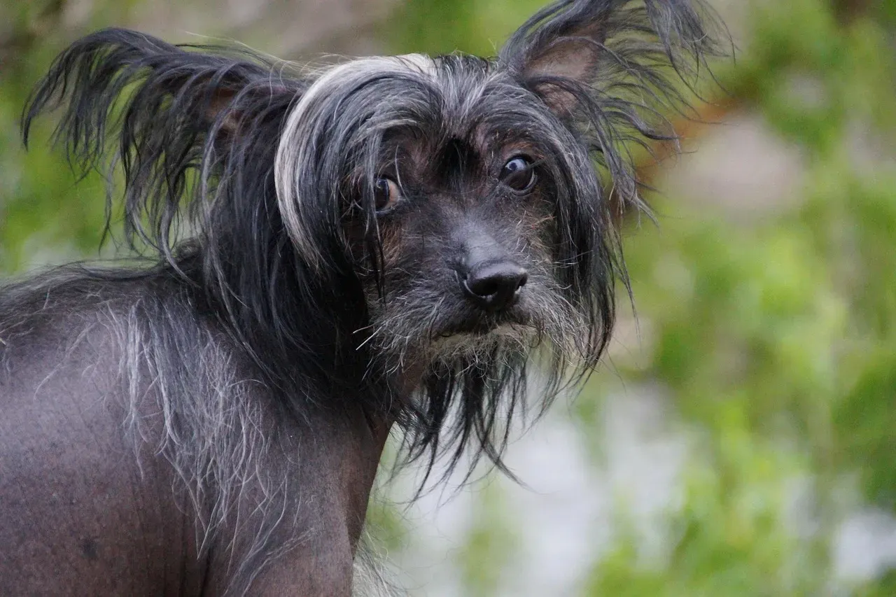 #5 China: The Fortune‑Bringing Dog of the Zodiac (Image Credits: Pixabay)