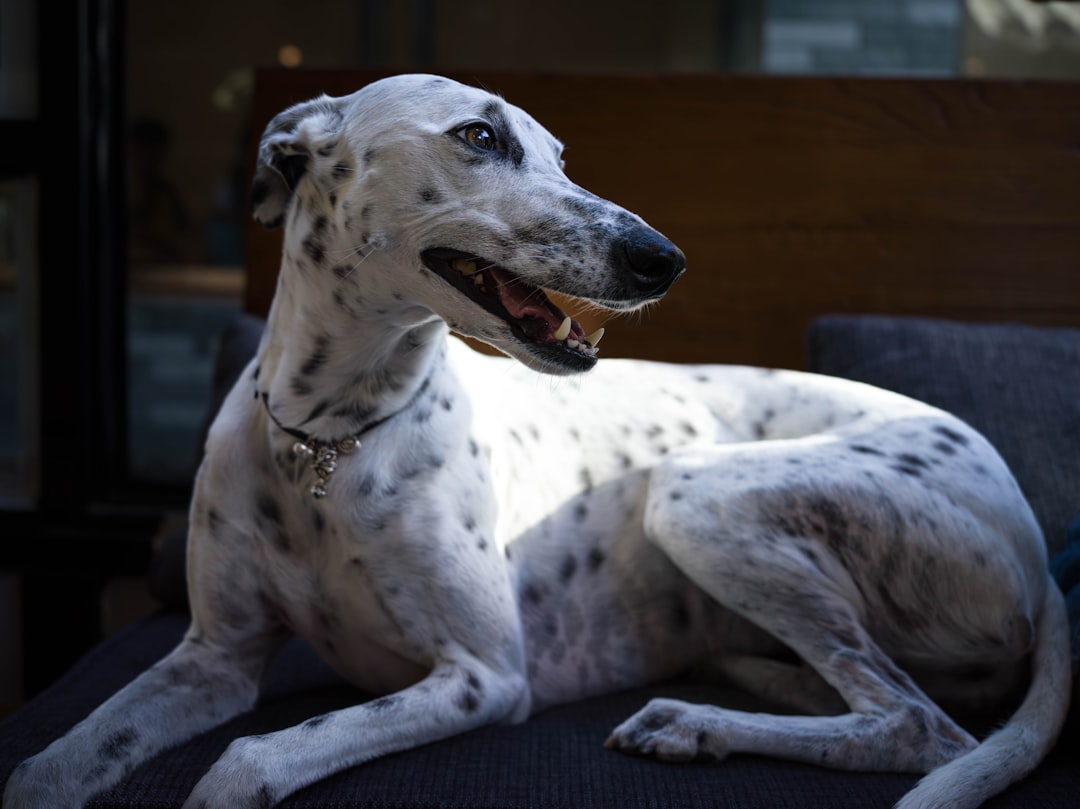 The Gentle Giant: Greyhounds (Image Credits: Unsplash)
