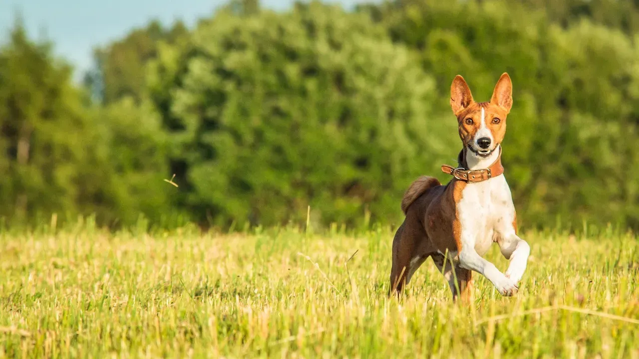9. Basenji: The "Barkless" Dog Who Also Ignores Rules (Image Credits: Pixabay)