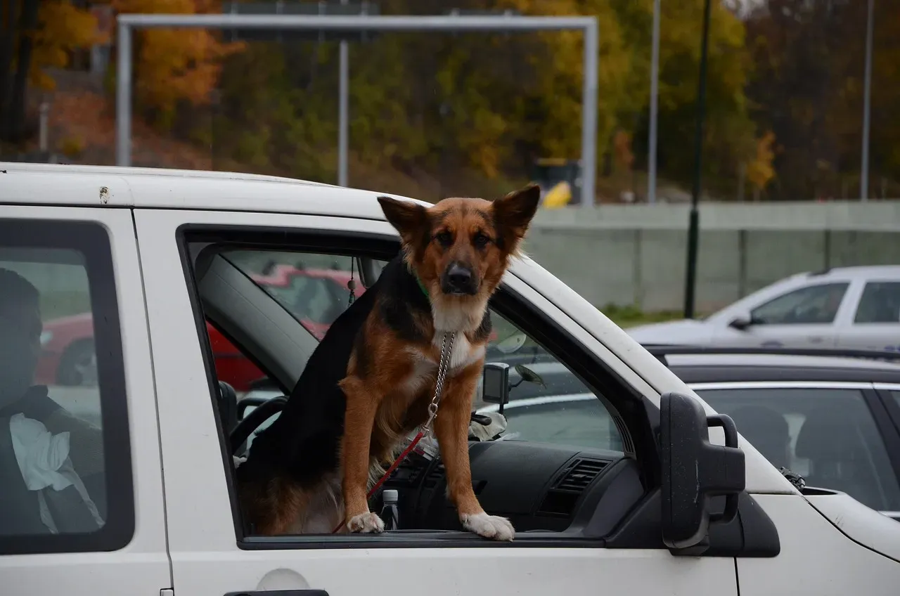 #5 - The Car Window That Smelled Like a Whole New World (Image Credits: Pixabay)