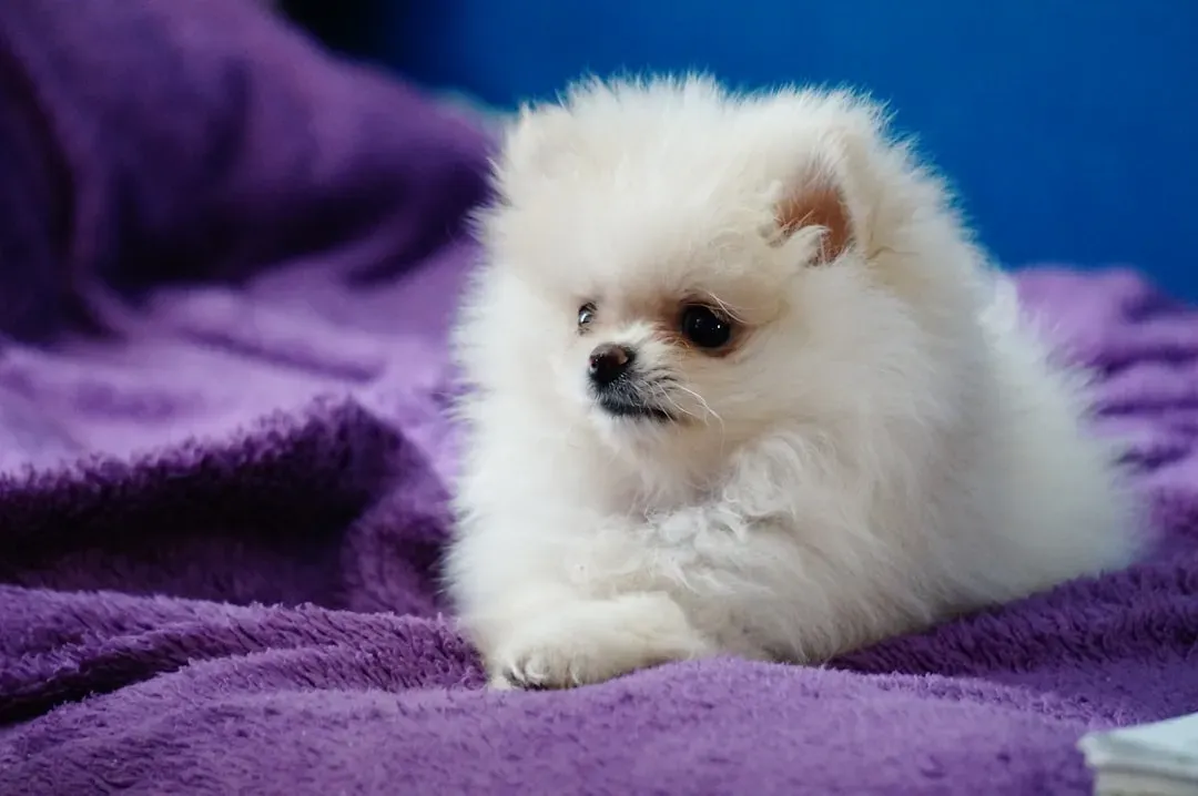 8. Pomeranian: The Fluffy Little Chatterbox (Image Credits: Unsplash)
