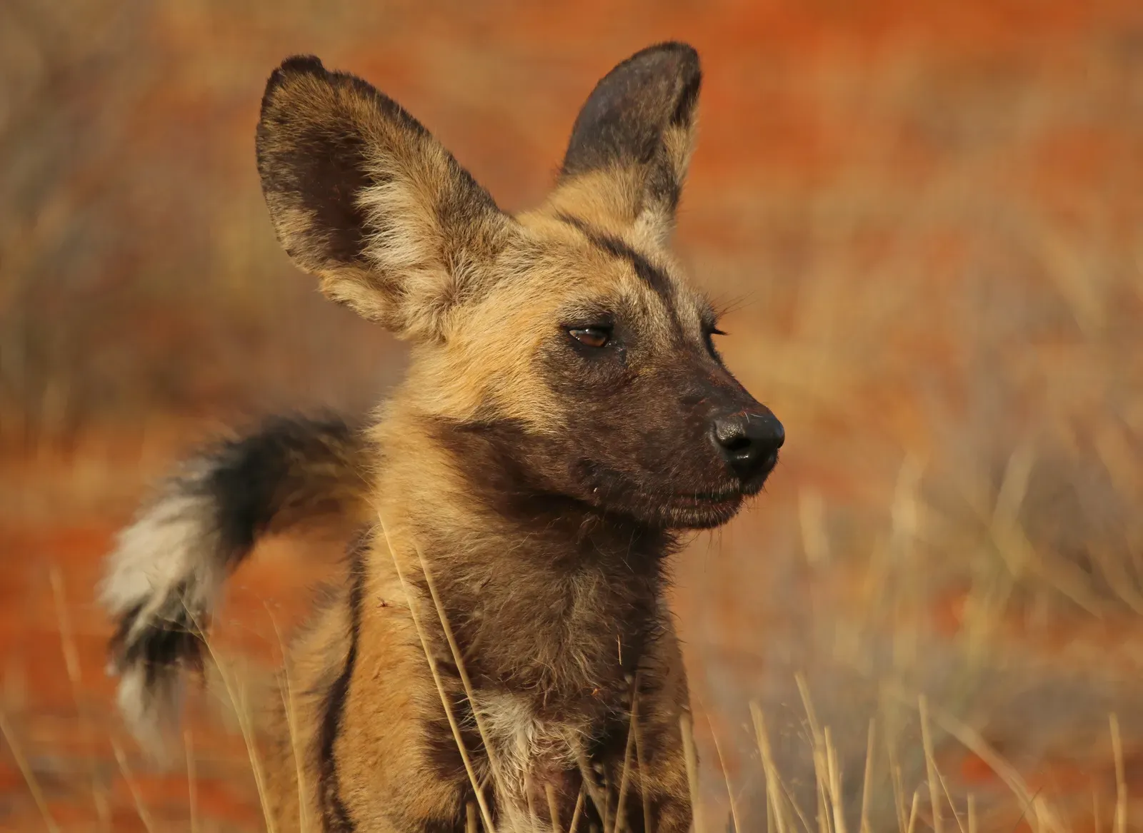 What This Tells Us About Animal Minds (and Maybe Our Own) (Own work, from Sharp Photography, sharpphotography, CC BY-SA 4.0)