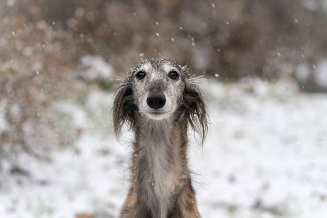 Italian Greyhound: Elegance Meets Extreme Cold Sensitivity (Image Credits: Unsplash)