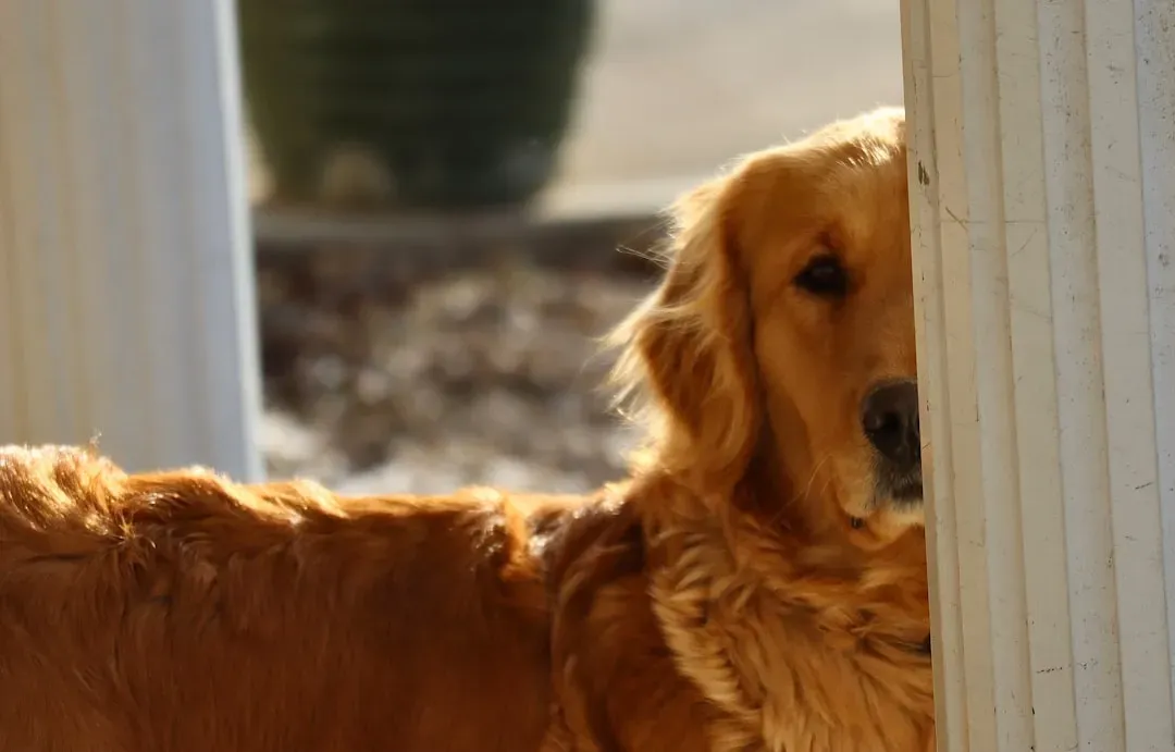 The Gentle Lean (Image Credits: Unsplash)