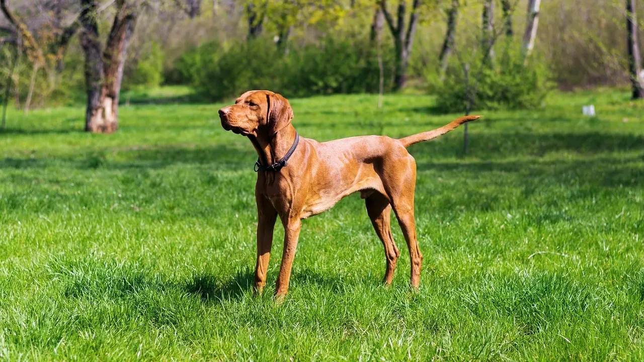 The Vizsla: The Velcro Speedster (Image Credits: Pixabay)