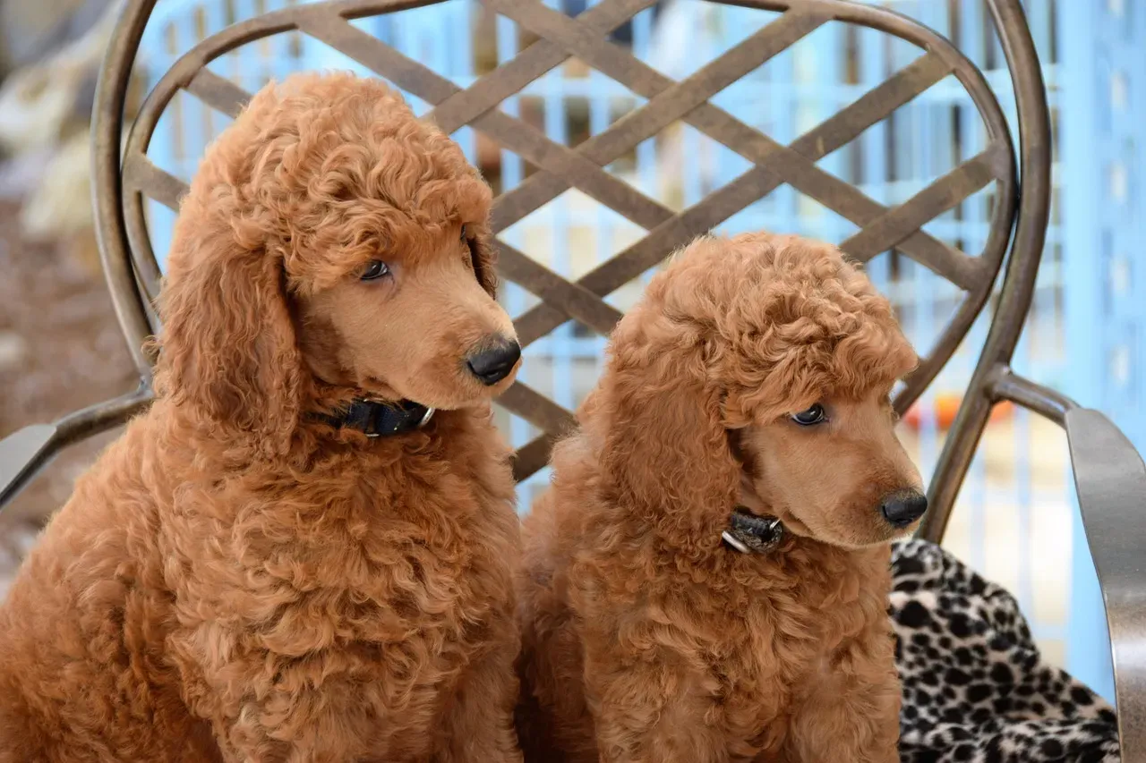 Poodle (Standard): The Elegant Busybody With a Brain (Image Credits: Pixabay)