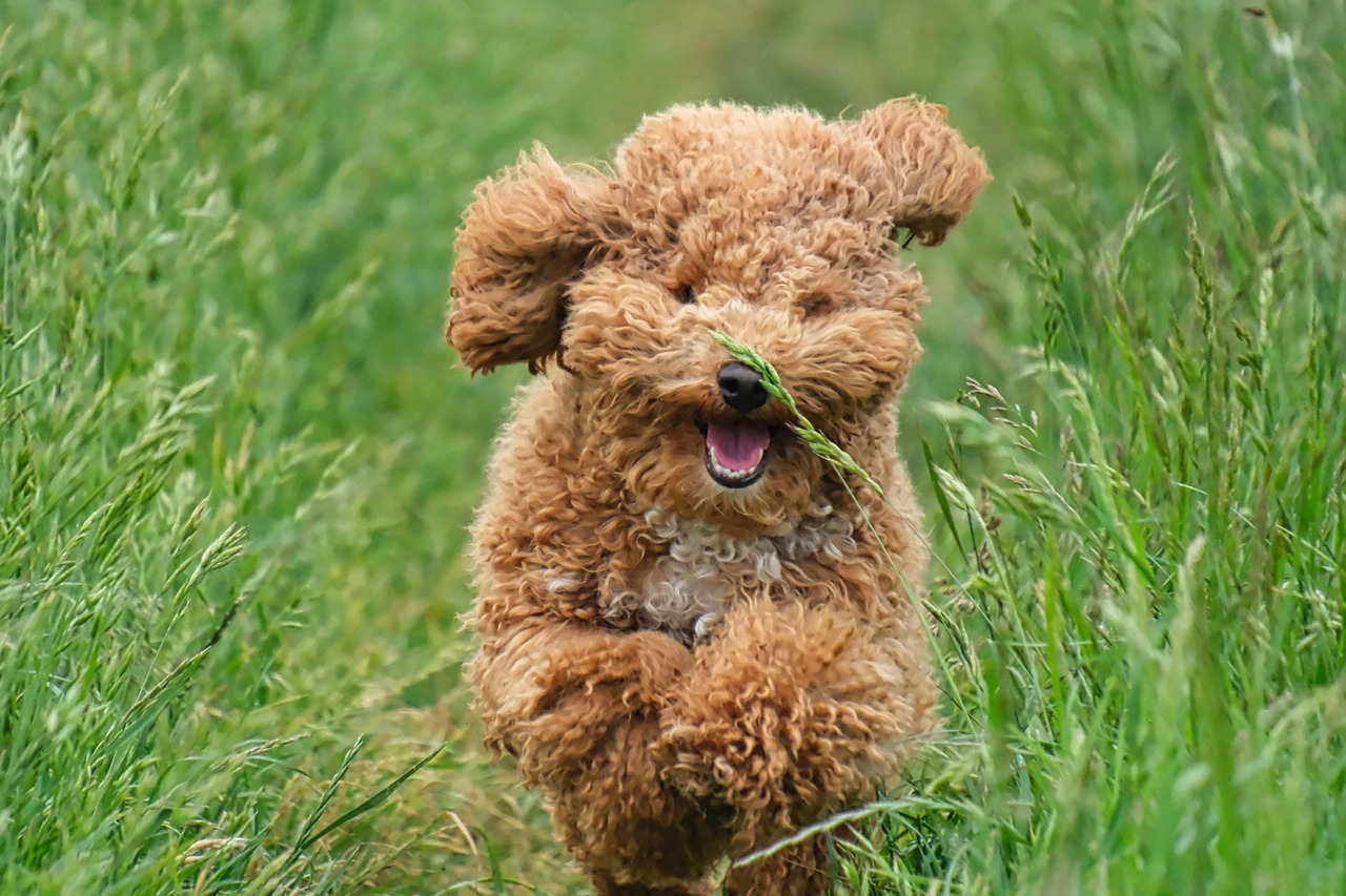 Poodles: Virgo's Intellectual Equal (Image Credits: Pixabay)