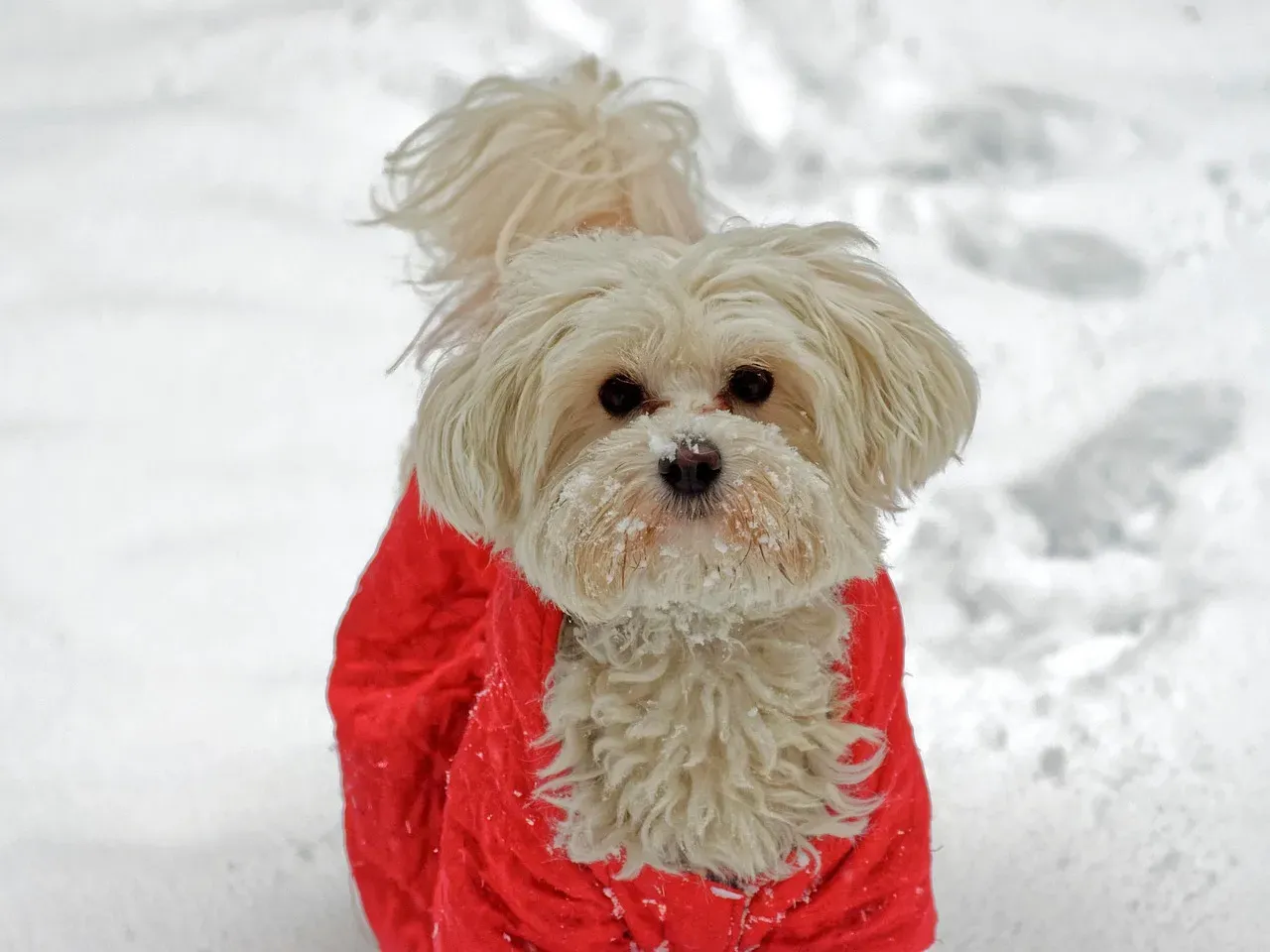 Which Breeds Benefit Most From Winter Coats (Image Credits: Pixabay)