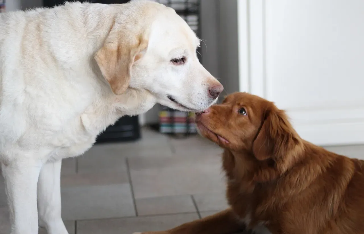 Labrador Retriever: The Social Butterfly (Image Credits: Pixabay)